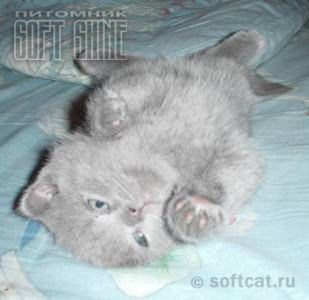 Шотландский вислоухий голубой котенок