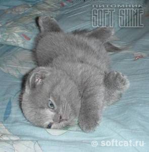 Голубой вислоухий котенок