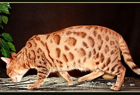 Висящий курдючок у бенгальской кошки