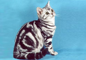Дикий азиатский леопардовый кот (ALC) - предок бенгальской кошки