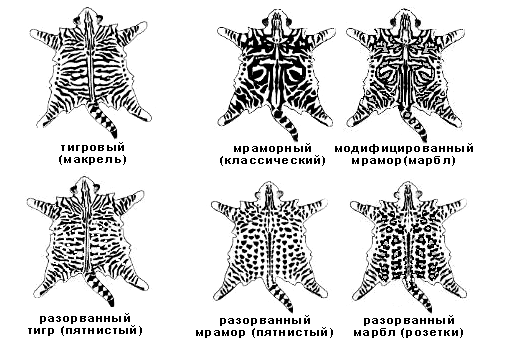 Фелинология для медных чайников - окрасы в картинках Tabby-types