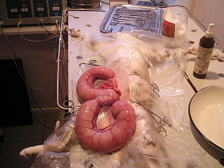 http://www.softcat.ru/images/pedigree/pyometra3.jpg