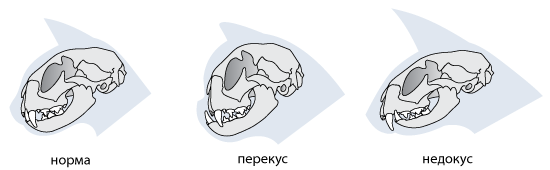 Пороки и недостатки: прикус - перекус, недокус, твист, лицевые ассиметрии Bite